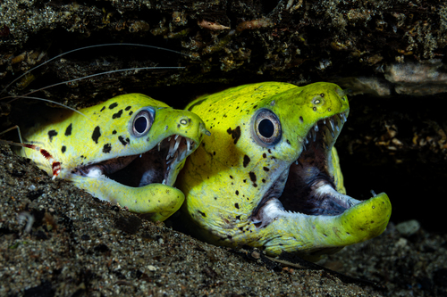 Dark spotted moray (Gymnothorax fimbriatus) — Muraenidae — 3