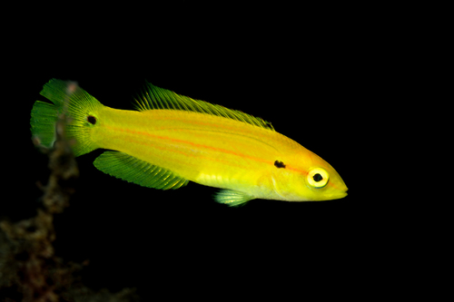 Bodianus bimaculatus observed 2025-11-10