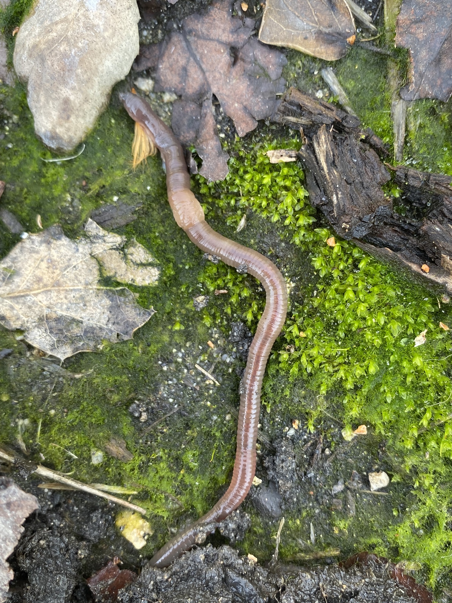 Aporrectodea caliginosa trapezoides (Dugés, 1828)