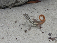 Leiocephalus lunatus