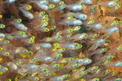Pygmy Sweeper photo 2