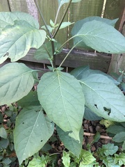 Solanum nigrum