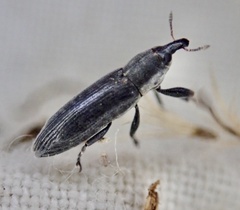 Lixus scabricollis