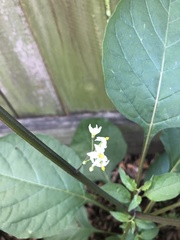 Solanum nigrum