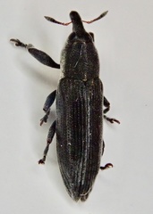 Lixus scabricollis