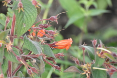 Moussonia jaliscana