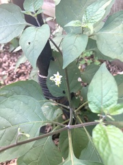 Solanum nigrum