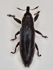 Lixus scabricollis