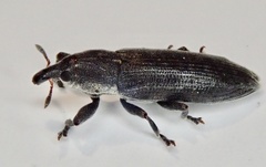 Lixus scabricollis