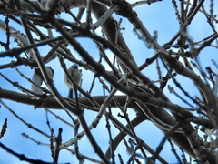 Cyanistes caeruleus