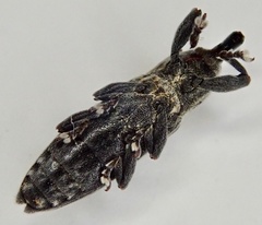 Lixus scabricollis