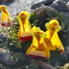 Calceolaria uniflora