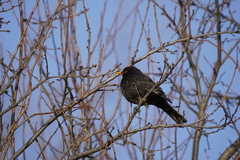 Turdus merula