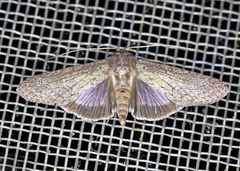 Nagara