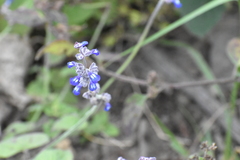 Salvia lasiocephala