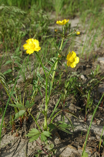 Image of Ranunculus turneri by (c) Syd Cannings, some rights reserved (CC BY)