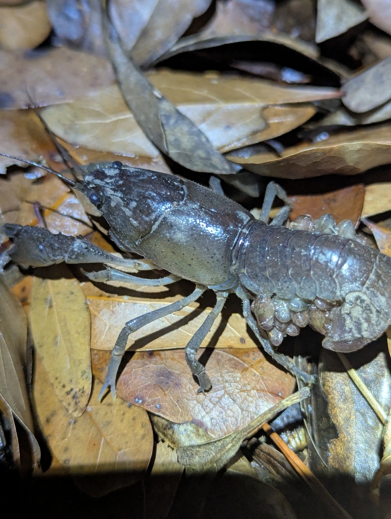 Gulf Crayfish