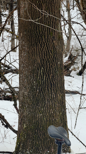 American ash