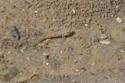 Bathygobius geminatus