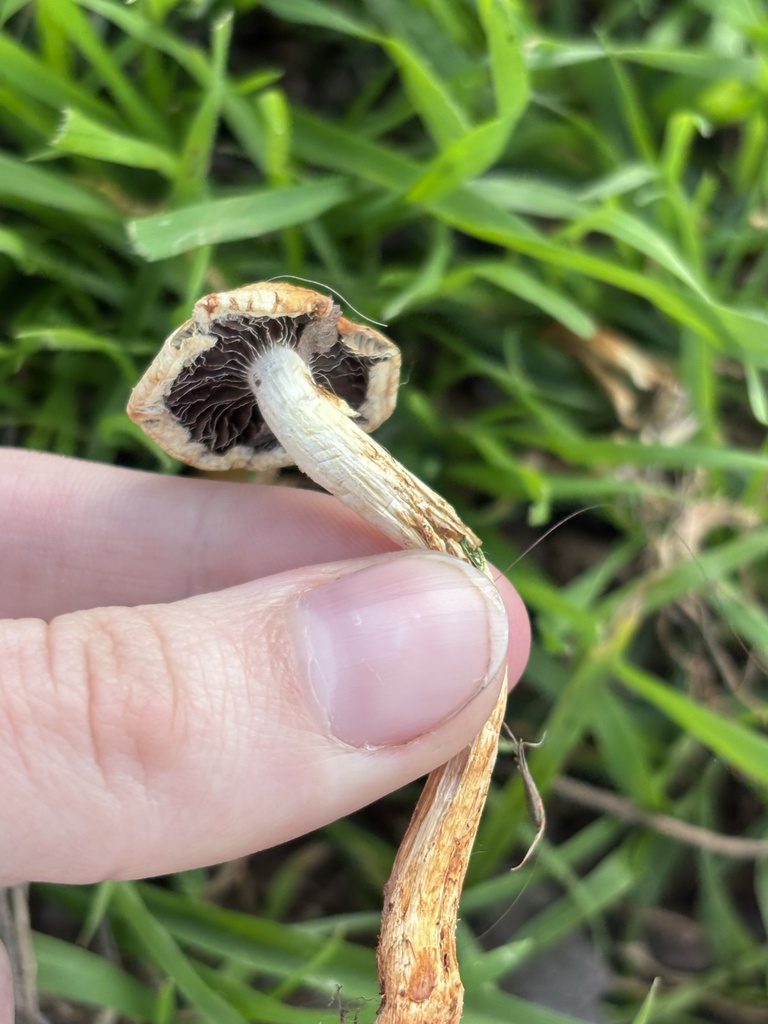 Leratiomyces percevalii · January 2026 · photo: © reago (iNaturalist, cc-by)