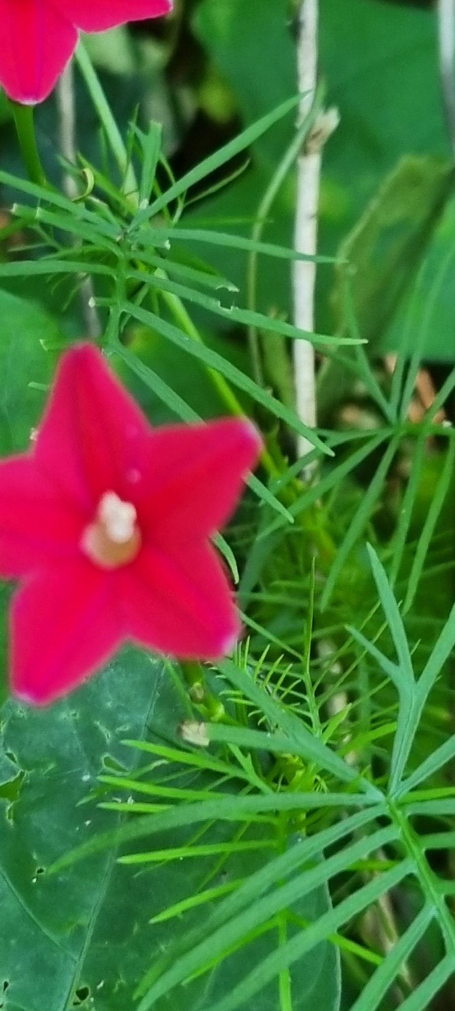 Ipomoea quamoclit