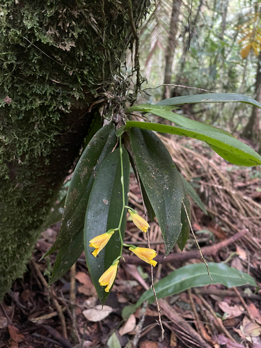 Comparettia ottonis (Klotzsch) M.W.Chase & N.H.Williams 2