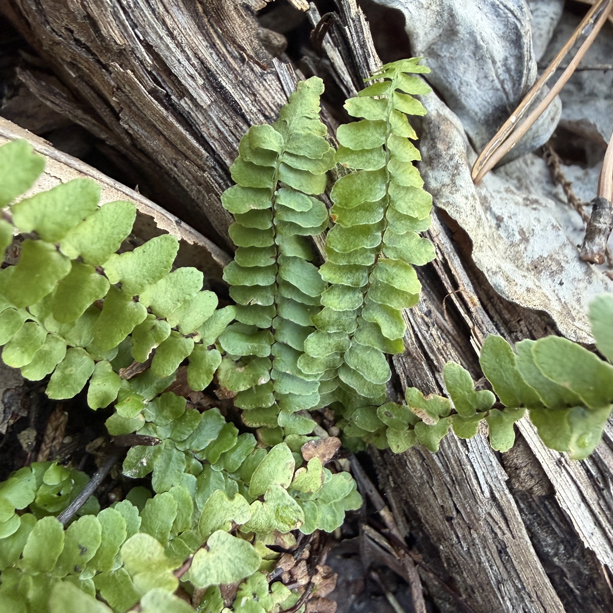 Imagem de Asplenium platyneuron
