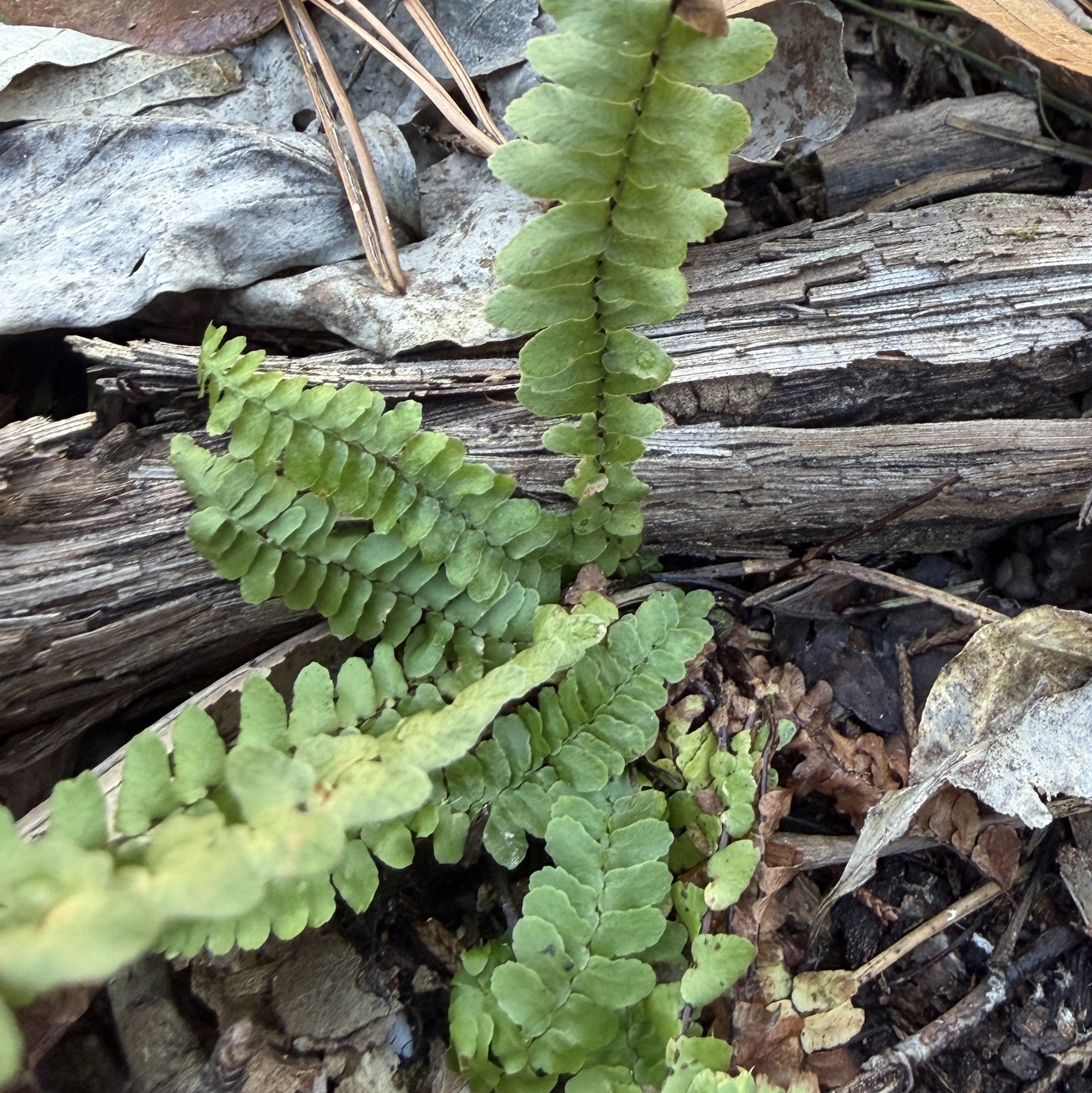 Imagem de Asplenium platyneuron