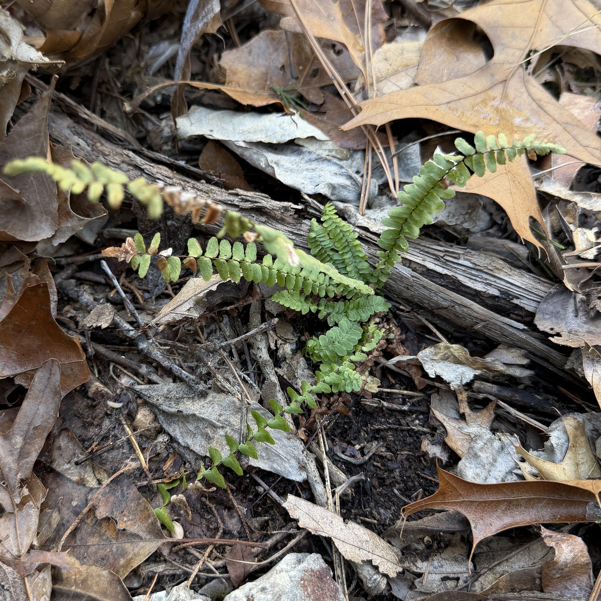 Imagem de Asplenium platyneuron