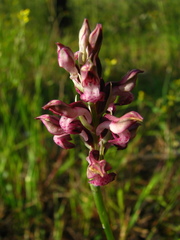 Anacamptis coriophora fragrans