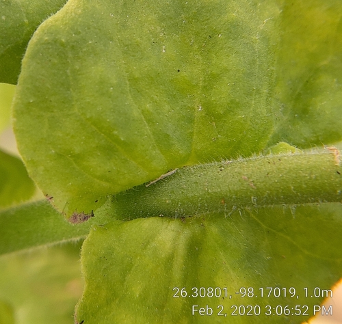 indian tobacco plant rdr2 WHERE TO FIND INDIAN TOBACCO EXACT LOCATION - HERBALIST 5
