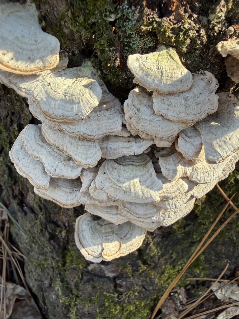 Trichaptum biforme · January 2026 · photo: © conhawn (iNaturalist, cc-by)