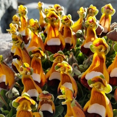 Calceolaria uniflora