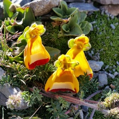 Calceolaria uniflora