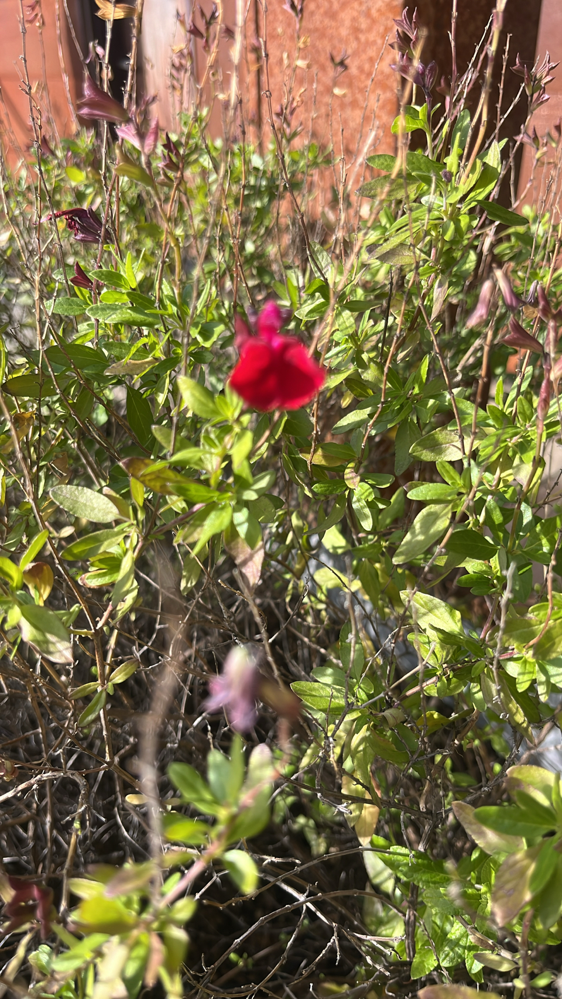Autumn sage