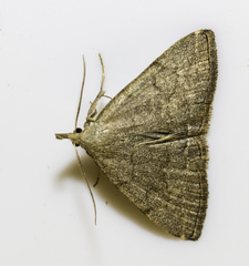 Pechipogo strigilata