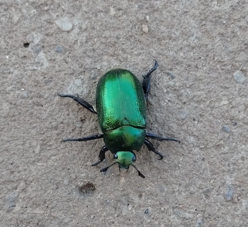Pelidnota cyanipes