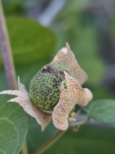 Davidson's Cotton (Gossypium davidsonii)
