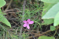 Cosmos carvifolius