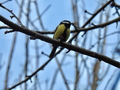 Parus major
