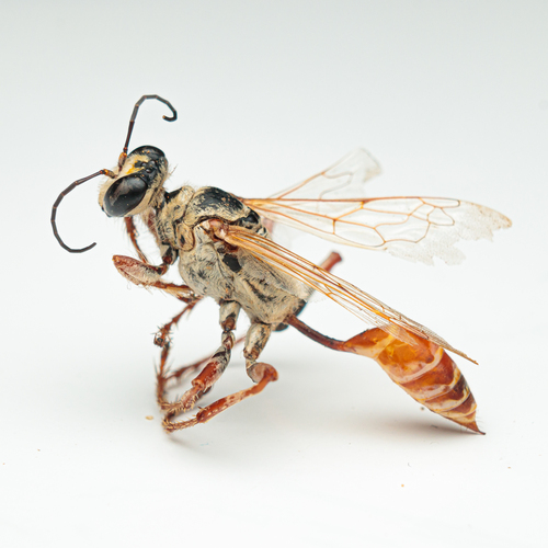 Prionyx niveatus