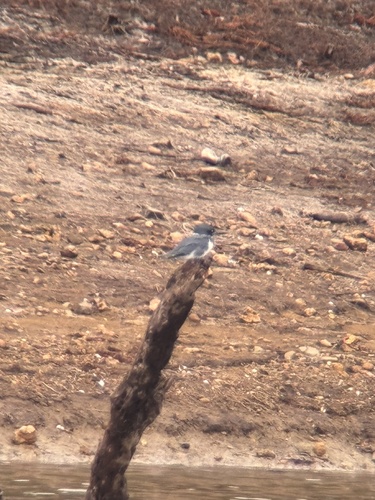 Belted Kingfisher photographed in Kentucky