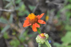 Adenophyllum squamosum