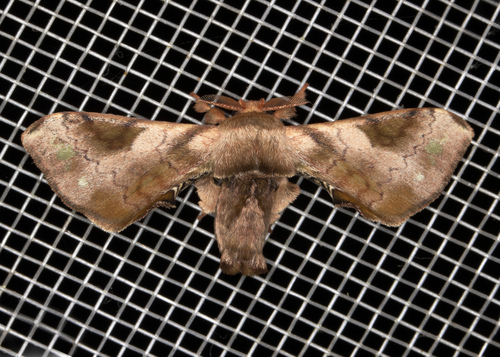 Epia picta · iNaturalist