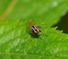 Poecilohetaerus aquilus