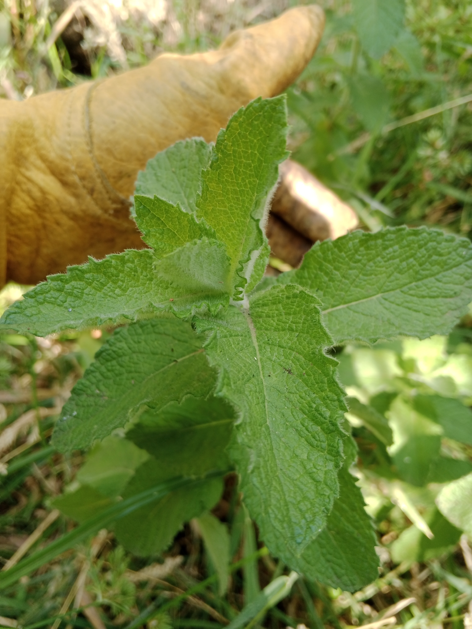 Hydroponic mint leaves close up