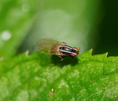 Poecilohetaerus aquilus