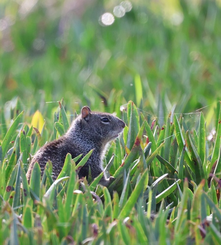 Douglas's Ground Squirrel observed by eric_austin
