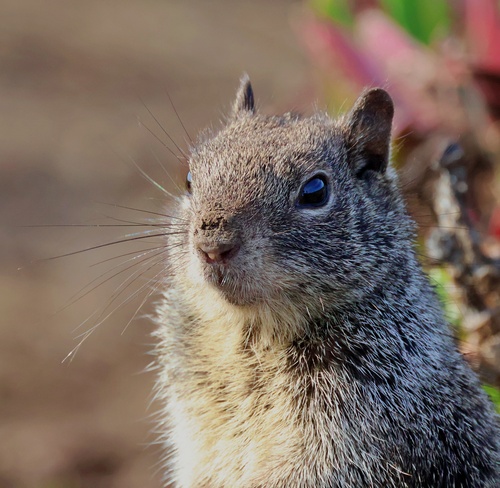Douglas's Ground Squirrel observed by eric_austin