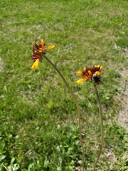 Gaillardia suavis